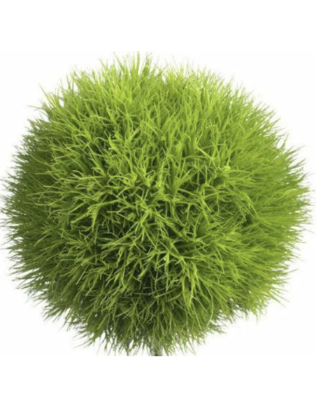 Fresh Green Trick Dianthus (10 Stems) | Wholesale Specialty Flowers