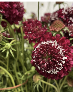 Fresh Red Scabiosa Bunch - 10 Stems | Flower Bunches