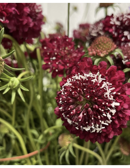 Fresh Red Scabiosa Bunch - 10 Stems | Flower Bunches