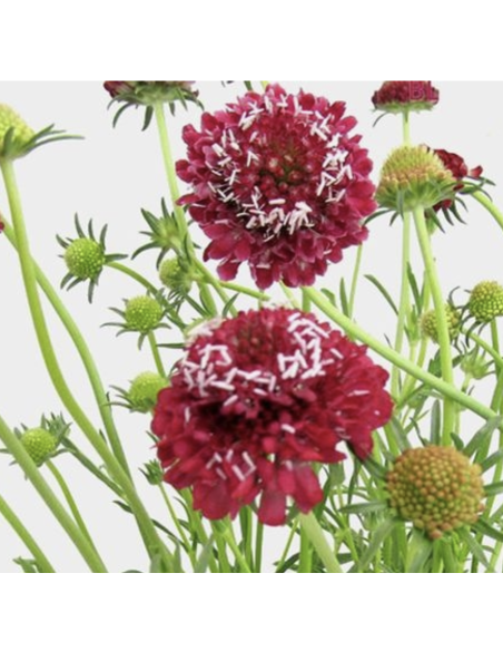 Fresh Red Scabiosa Bunch - 10 Stems | Flower Bunches