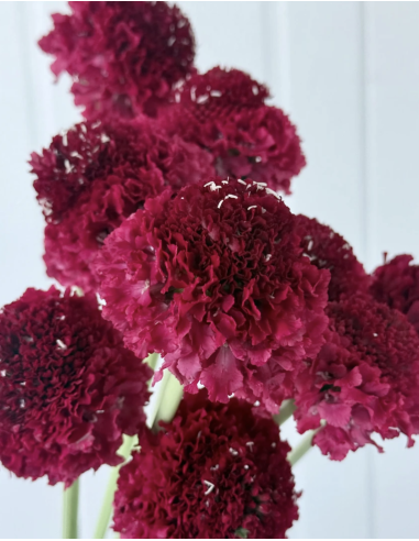 Fresh Red Scabiosa Bunch - 10 Stems | Flower Bunches
