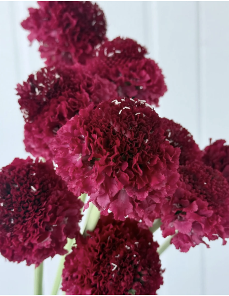 Fresh Red Scabiosa Bunch - 10 Stems | Flower Bunches