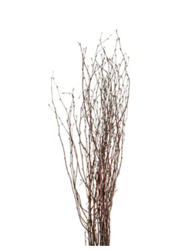 Fresh Tall Victorian Birch - 5-7 Stems | Flower Bunches