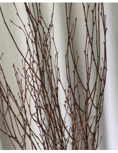 Fresh Tall Victorian Birch - 5-7 Stems | Flower Bunches 2