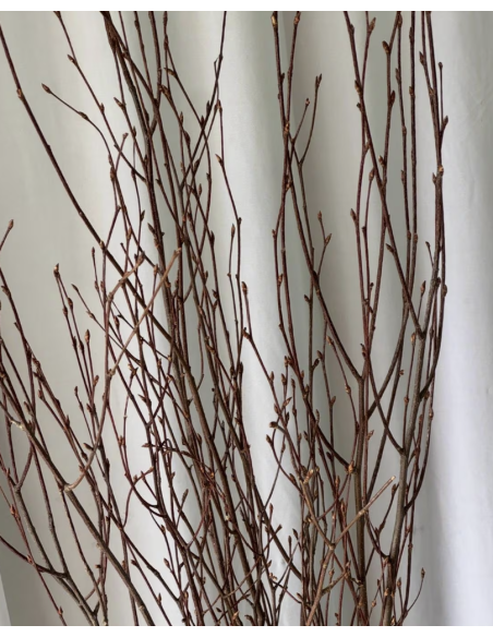 Fresh Tall Victorian Birch - 5-7 Stems | Flower Bunches