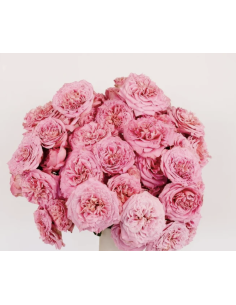 Fresh Garden Spray Rose Asst - 10 Stems | Flower Bunches