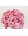 Fresh Garden Spray Rose Asst - 10 Stems | Flower Bunches
