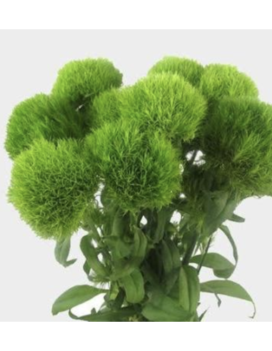 Fresh Green Trick Dianthus (10 Stems) | Wholesale Specialty Flowers