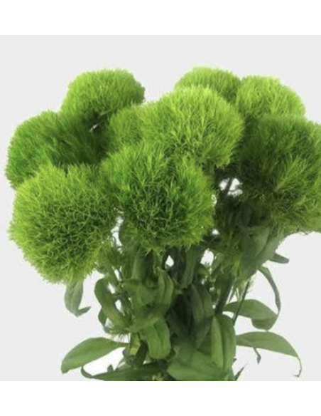 Fresh Green Trick Dianthus (10 Stems) | Wholesale Specialty Flowers