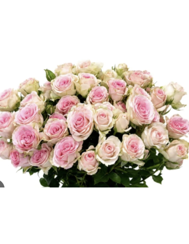 Fresh Garden Spray Rose Asst - 10 Stems | Flower Bunches