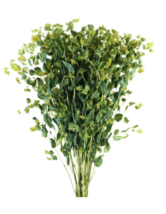 Bupleurum 10 Stem Bunch | Fresh Chartreuse Filler Flowers
