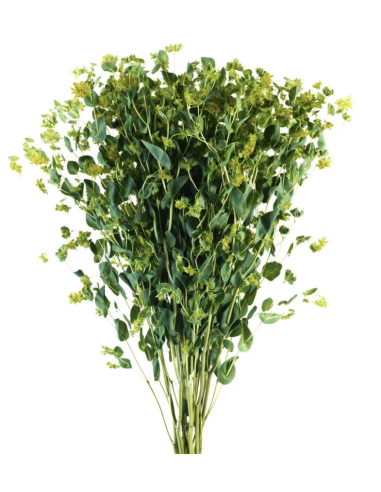 Bupleurum 10 Stem Bunch | Fresh Chartreuse Filler Flowers