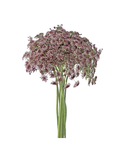 hocolate Laceflower Grower's Bunch | Fresh Burgundy Filler