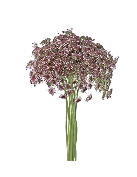 hocolate Laceflower Grower's Bunch | Fresh Burgundy Filler