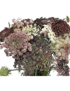 hocolate Laceflower Grower's Bunch | Fresh Burgundy Filler 2