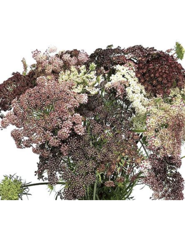 hocolate Laceflower Grower's Bunch | Fresh Burgundy Filler