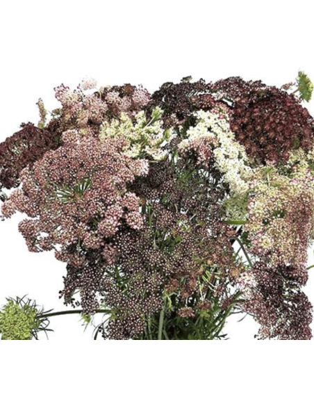 hocolate Laceflower Grower's Bunch | Fresh Burgundy Filler