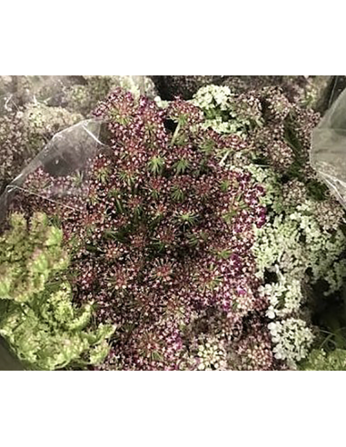 hocolate Laceflower Grower's Bunch | Fresh Burgundy Filler