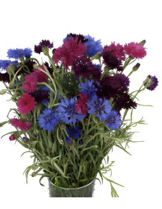 Assorted Cornflower Stems | Fresh Grower's Bunch Flowers