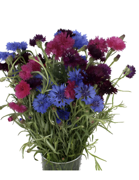 Assorted Cornflower Stems | Fresh Grower's Bunch Flowers