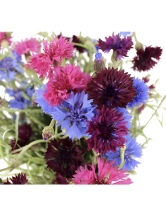 Assorted Cornflower Stems | Fresh Grower's Bunch Flowers 2