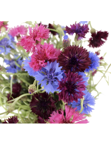 Assorted Cornflower Stems | Fresh Grower's Bunch Flowers