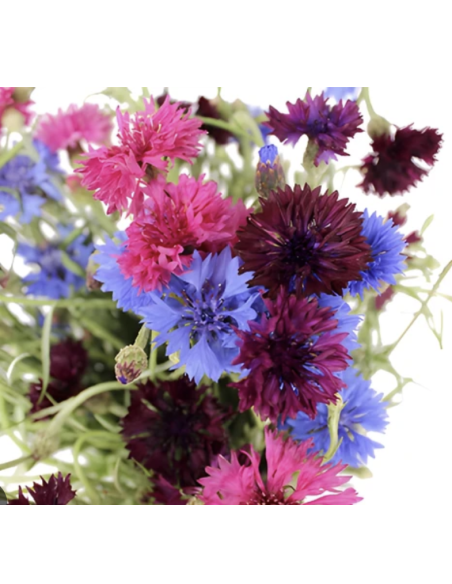 Assorted Cornflower Stems | Fresh Grower's Bunch Flowers