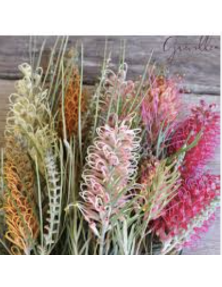 Fresh Flowering Grevillea Stems (Grower's Bunch) | Wholesale Foliage