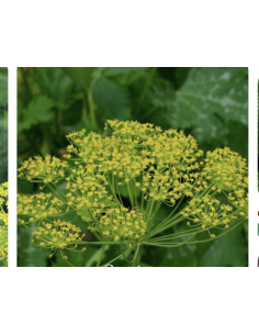 Dill & Anise Grower's Bunch | Fresh Cut Herbal Filler Flowers