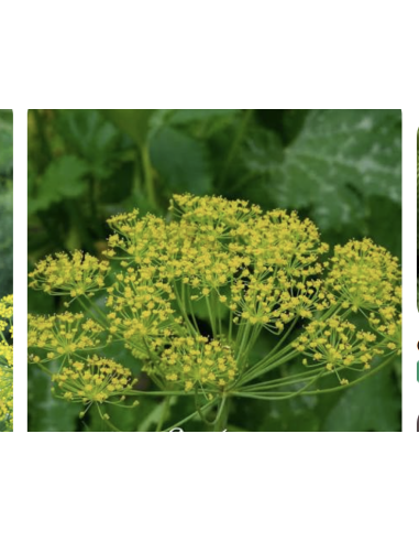 Dill & Anise Grower's Bunch | Fresh Cut Herbal Filler Flowers