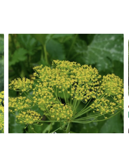 Dill & Anise Grower's Bunch | Fresh Cut Herbal Filler Flowers