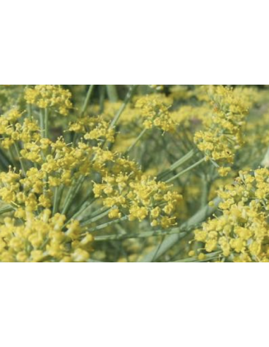 Dill & Anise Grower's Bunch | Fresh Cut Herbal Filler Flowers