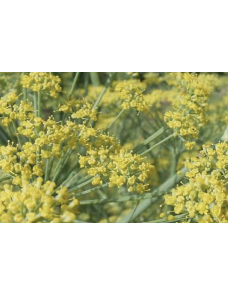 Dill & Anise Grower's Bunch | Fresh Cut Herbal Filler Flowers