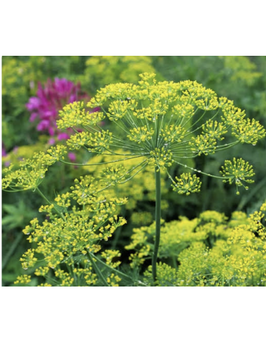 Dill & Anise Grower's Bunch | Fresh Cut Herbal Filler Flowers