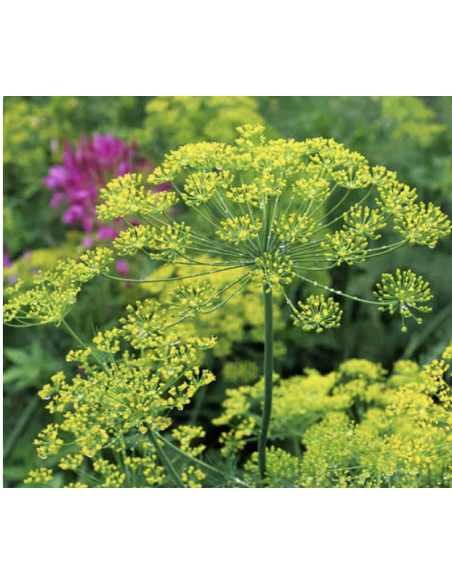 Dill & Anise Grower's Bunch | Fresh Cut Herbal Filler Flowers