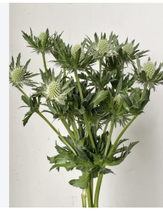 White Eryngium 10 Stem Bunch | Fresh Sea Holly Flowers