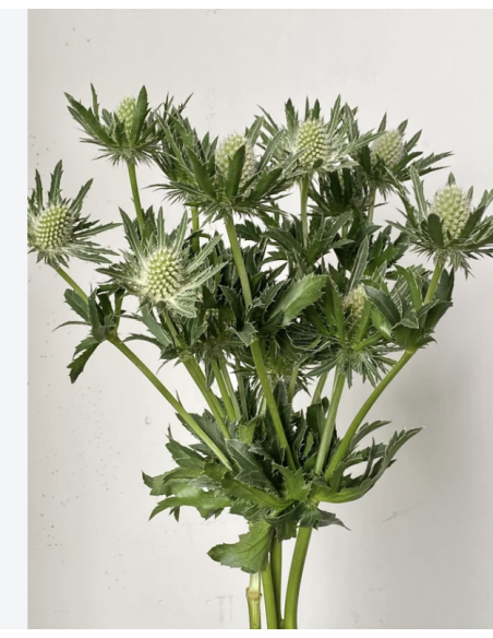 White Eryngium 10 Stem Bunch | Fresh Sea Holly Flowers