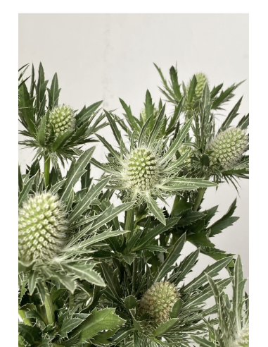 White Eryngium 10 Stem Bunch | Fresh Sea Holly Flowers