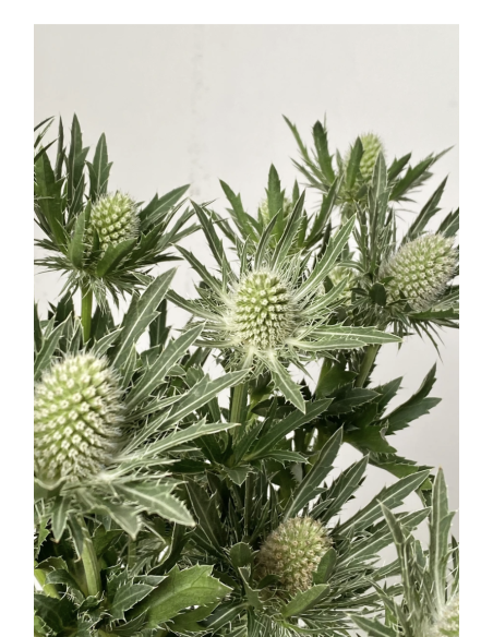 White Eryngium 10 Stem Bunch | Fresh Sea Holly Flowers