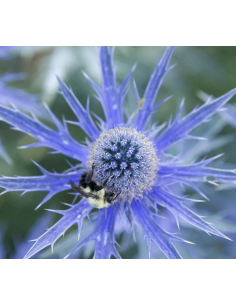 Blue Eryngium 10 Stem Bunch | Fresh Sea Holly Wholesale