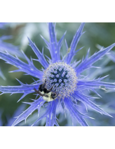 Blue Eryngium 10 Stem Bunch | Fresh Sea Holly Wholesale