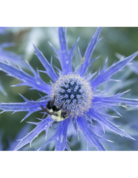 Blue Eryngium 10 Stem Bunch | Fresh Sea Holly Wholesale
