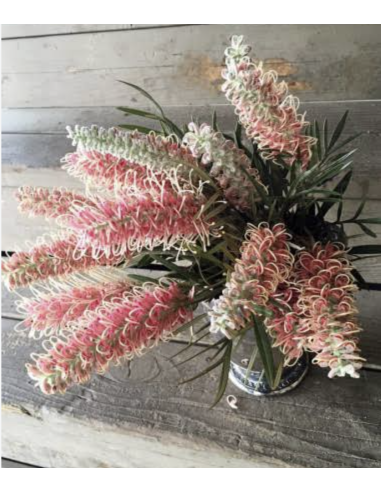 Fresh Flowering Grevillea Stems (Grower's Bunch) | Wholesale Foliage