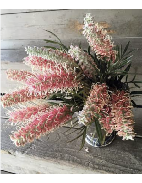 Fresh Flowering Grevillea Stems (Grower's Bunch) | Wholesale Foliage