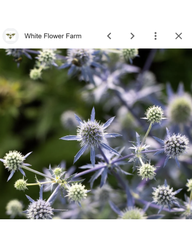 Blue Eryngium 10 Stem Bunch | Fresh Sea Holly Wholesale