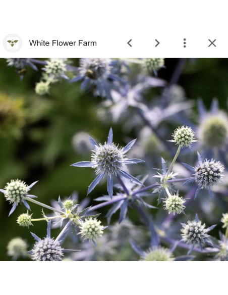 Blue Eryngium 10 Stem Bunch | Fresh Sea Holly Wholesale