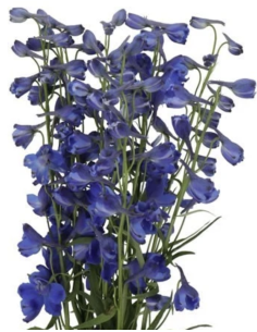Bella Mossa Dark Blue 10 Stems | Fresh Wholesale Flowers