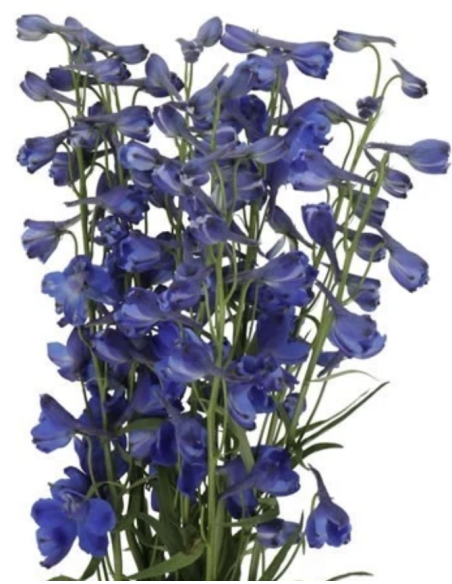 Bella Mossa Dark Blue 10 Stems | Fresh Wholesale Flowers