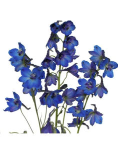 Bella Mossa Dark Blue 10 Stems | Fresh Wholesale Flowers 2
