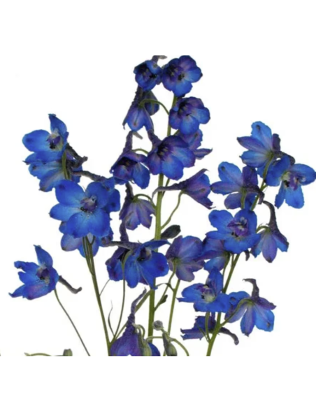 Bella Mossa Dark Blue 10 Stems | Fresh Wholesale Flowers